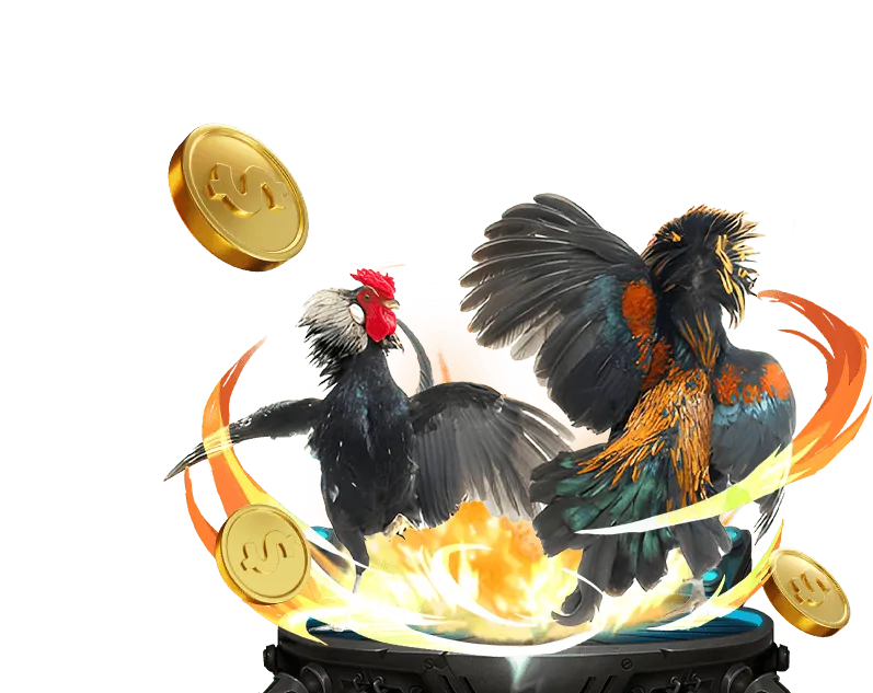 Lịch sử và văn hóa gà chọi Thomo